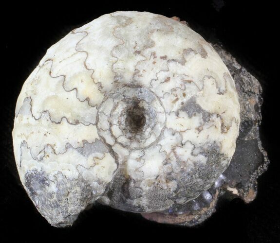 Craspedites Ammonite Fossil - Russia #63278